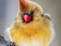 Cardinal Snow2 : Web Sharp: Original ratio