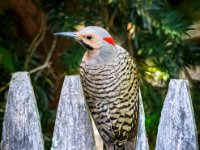 Flicker