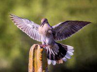 Flying Dove