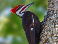 Pileated