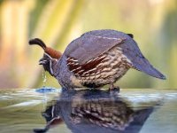 Quail DBG