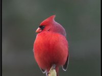 Small Birds1