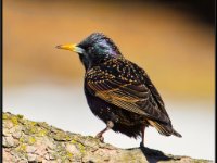 Small Birds100