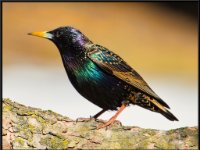 Small Birds101
