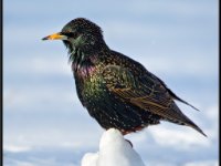 Small Birds102