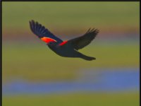 Small Birds104