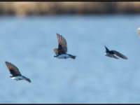 Small Birds127