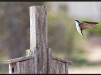 Small Birds129