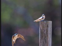 Small Birds130