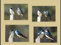 Small Birds131