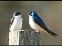 Small Birds136
