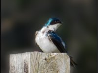 Small Birds137