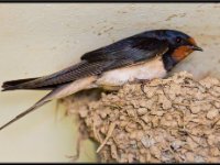 Small Birds141