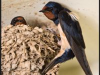 Small Birds142