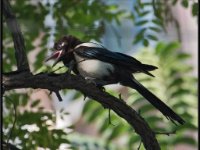 Small Birds152