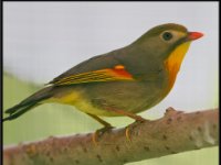 Small Birds155