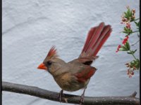 Small Birds156