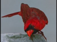 Small Birds159