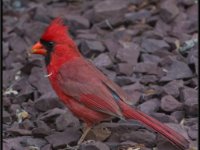 Small Birds160