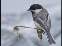 Small Birds171