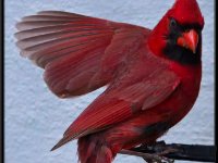 Small Birds179