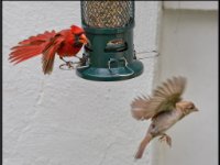 Small Birds181