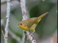 Small Birds182