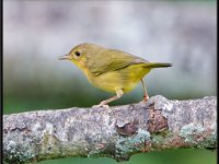 Small Birds183