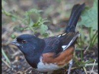 Small Birds185