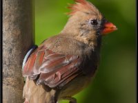 Small Birds188