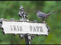 Small Birds19