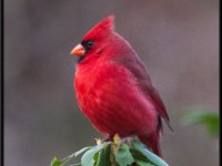Small Birds2