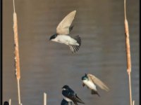 Small Birds205