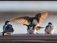 Small Birds206