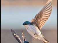 Small Birds207