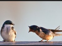 Small Birds209