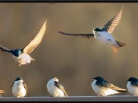 Small Birds210