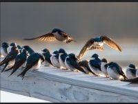 Small Birds211