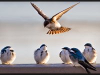 Small Birds212