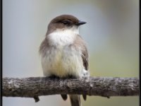 Small Birds218