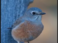 Small Birds219