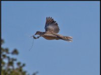 Small Birds220