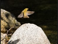 Small Birds221