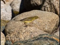 Small Birds223