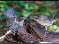 Small Birds226