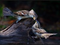 Small Birds227