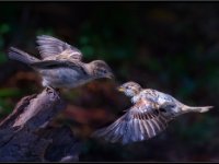 Small Birds228
