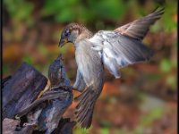 Small Birds230
