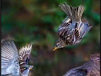 Small Birds231