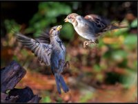 Small Birds235